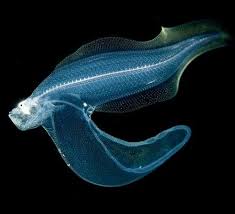 Deep Sea Life Photo Strange But Real Deep Sea Creatures Deep Sea Life Deep Sea