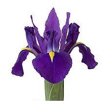 Order Bulk Purple Iris Flower At Wholesale Prices Purple Iris Iris Wedding Flowers Purple Flowers