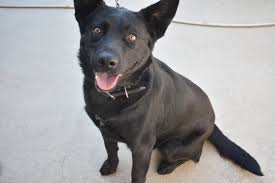 .pit bull terrier american staffordshire terrier american water spaniel anatolian shepherd australian cattle dog australian kelpie australian the australian kelpie is very easy to groom. 8 Gorgeous Australian Kelpie Mix Breeds You Ll Want As Your Next Companion Healthy Homemade Dog Treats