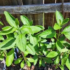 Image result for Vernonia amygdalina
