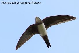 Notre objectif est clair : Hirondelles Et Martinets Photos D Oiseaux