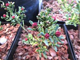 Image result for Phyllocladus