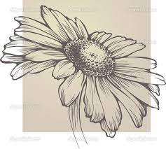 Le matite colorate non sono solo per i bambini: Vector Chamomile Flower Isolated Stock Vector C Mur34 6608891 Fiori Disegnati A Matita Arte Del Fiore Disegno Fiori
