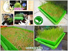 有機芽菜芽菜種子芽菜機芽菜箱水耕盤 貓草小麥草 無土栽培 喵星人愛吃有機水耕小麥草 小麥 小麥胚芽 回春水 貓草 貓草是什麼 回 blog posts blog fun