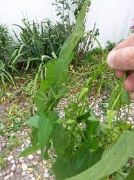 Weeds with white flowers in michigan. Se Michigan Spiraling Vine With White Flower Attacks Everything In Its Path 201755 Ask Extension