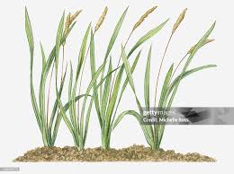 Image result for Imperata