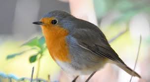 La grande majorité de leur régime alimentaire est composée de mouches, de moustiques, de sauterelles, de grillons, de libellules, de scarabées et de mites, entre autres. Jardin 5 Choses A Savoir Sur Le Rouge Gorge Rouge Gorge Oiseau Rouge Gorge Oiseaux Des Jardins