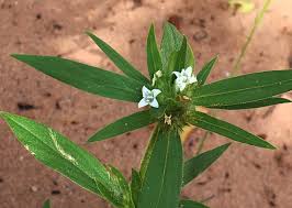 Image result for Spermacoce senensis