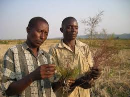 Image result for Rhamphicarpa