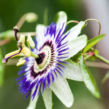 Image result for Passiflora