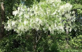 It was eaten by wapol. 1997 Fringe Tree Chionanthus Virginicus Vnps