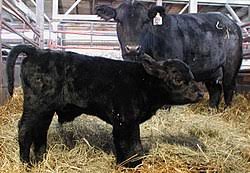 Plan your future in the cattle business. Angus Cattle Wikipedia
