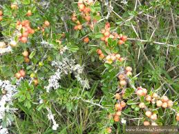 Image result for Gymnosporia heterophylla