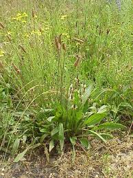 Image result for Plantago palmata