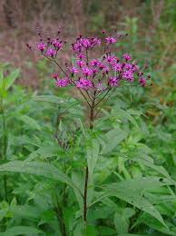 Image result for Vernonia jelfiae