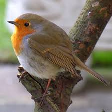 Loves Robins Beautiful Birds Pretty Birds Animals Beautiful