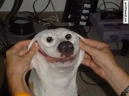 Funny Dog Smile Funny Animal Memes Funny Dog Pictures Funny Animals