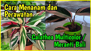 Cara Menanam Calathea Multicolor Dan Tips Perawatannya Youtube