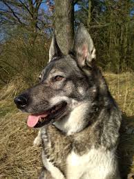 Image result for západosibiřská lajka