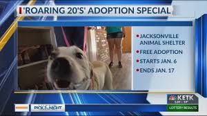 Maybe you would like to learn more about one of these? Jacksonville Animal Shelter Hosting Roaring 20s Adoption Event Youtube