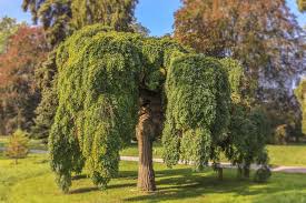 Drooping or sagging branches indicate that your cactus plant is stressed in some way. 19 Best Types Of Weeping Trees