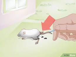 Available in a choice of colors, it features mickey mouse in his classic pose paired with a personalized name, lending a familial flair to any disney parks adventure! 3 Ways To Save A Baby Wild Mouse Wikihow