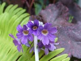 Image result for Primula capitata