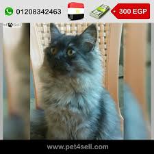 مصر المنصورة قطه شيرازي 6 اشهر شانشيلا شعر طويل بتحب اللعب كتير متعوده علي التويليت واللتر بوكس نضيفه جدا و متطعمه ضد الديدان و الحشرات متعوده عل cats animals
