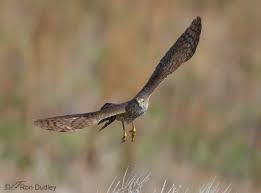At other seasons the hawks lurk in the. Sharp Shinned Hawk In Flight On Antelope Island Feathered Photography