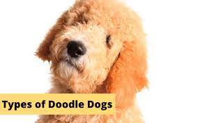 Check spelling or type a new query. 17 Popular Rare Types Of Doodle Dogs You Need To Know About