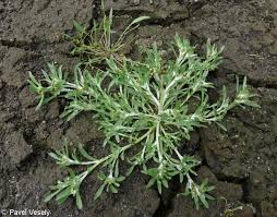 Image result for Gnaphalium unionis