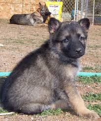 Check spelling or type a new query. 6 Week Old German Shepherd Puppies Cheap Online