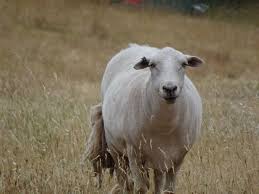 It is also known as the french the rambouillet is 50 km southwest of paris. 15 Best Sheep Breeds For Meat Pethelpful