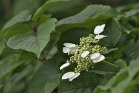 Hydrangeas are traditionally given to mark a fourth wedding anniversary. Climbing Hydrangea Is Not Flowering Getting Climbing Hydrangeas To Bloom