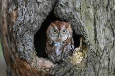 Wildlife Enhancement – Build It, and They Will Come