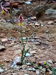 Image result for Gladiolus permeabilis