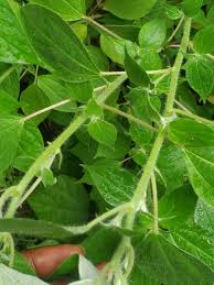 Image result for Pouzolzia guineensis