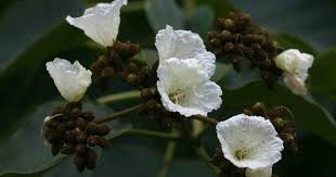 Image result for Cordia africana