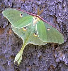 I want to pinch this caterpillar so cute. Pin On Ztexture