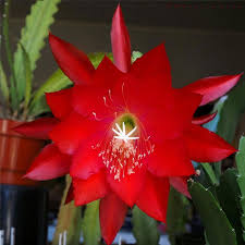 Bunga berdiameter 10 cm berwarna putih dan. Jual Zplant Tanaman Hias Wijaya Kusuma Kepiting Merah Bibit Pohon Bunga Gantung Online Desember 2020 Blibli