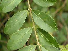Image result for Ligustrum sinense