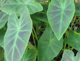 The elephant ears or taro is a plant commonly found in south east asia. Taro Water Aquatic Plants For Your Pond Rochester Ny Acorn Ponds Waterfalls