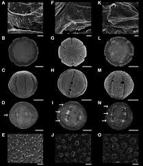 Image result for Spermacoce subvulgata