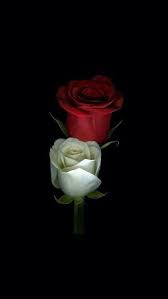 Now You Can Have Deep Rose Stickers Perfect For Any Car Pc Selfphone Or Window Our Deep Roses Flowe Red Roses Wallpaper Rose Flower Wallpaper Rose Wallpaper