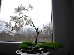 Das umtopfen gilt nicht nur der vergrößerung des gefäßes, sondern auch, um der pflanze neues substrat zu gönnen. Orchideen Umtopfen Und Pflegen Posts Facebook