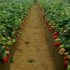 Fraises Surgelees France Moq 24 Tonnes France Grossiste Recherche De Client Espaceagro
