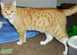 Tabby cats are special because their patterns have its' own genetic and historical origins. The Glorious Tabby Cat Personality Pattern History Savvy Pet Care