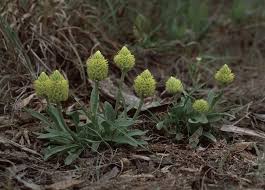 Image result for Polygala senensis
