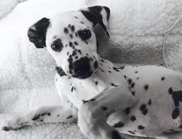 Black And Grey Spotted Dog Dalmatian Dalmatian Spotted Dog Dogs