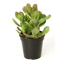 See more of lucky, jade plant by the diaz family on facebook. Buy Crassula Ovata Jade Plant Online At Best Price On Plantsguru Com